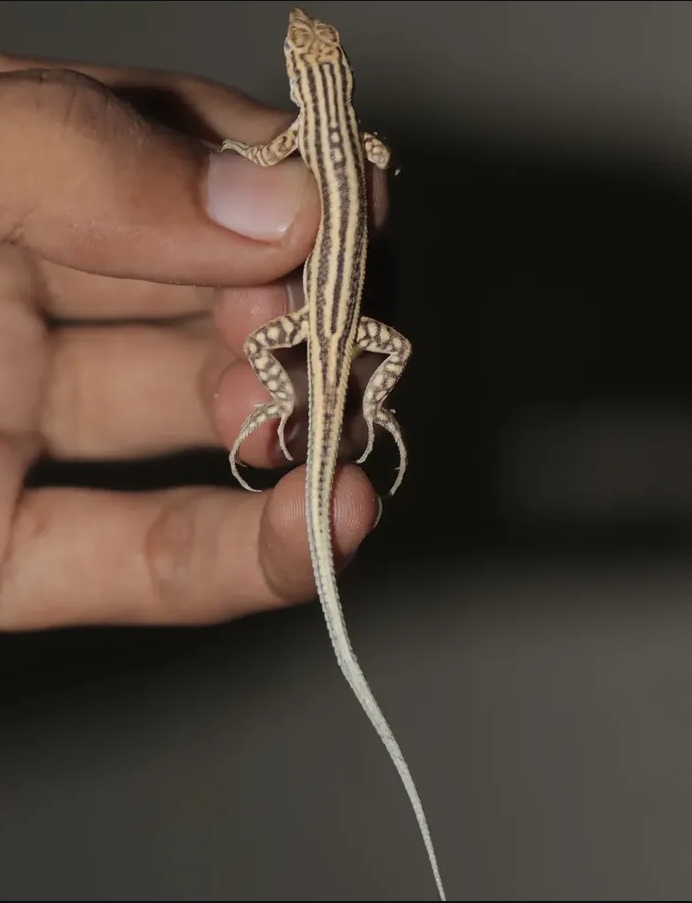 Cholistan Desert Racerunner