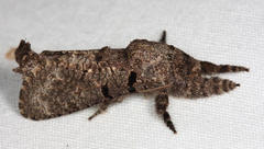 Givira nudaria