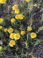 Chaenactis glabriuscula