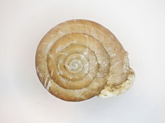 Triodopsis tennesseensis