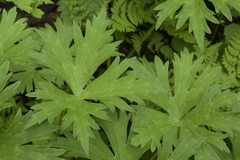 Aconitum umbrosum