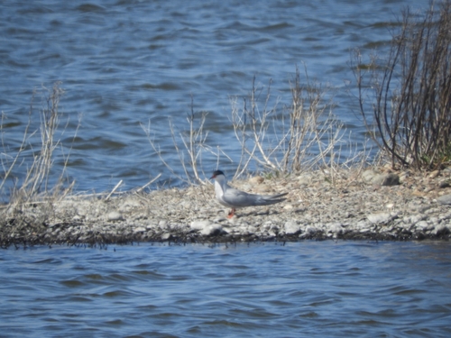 Common Tern observed by isla65304