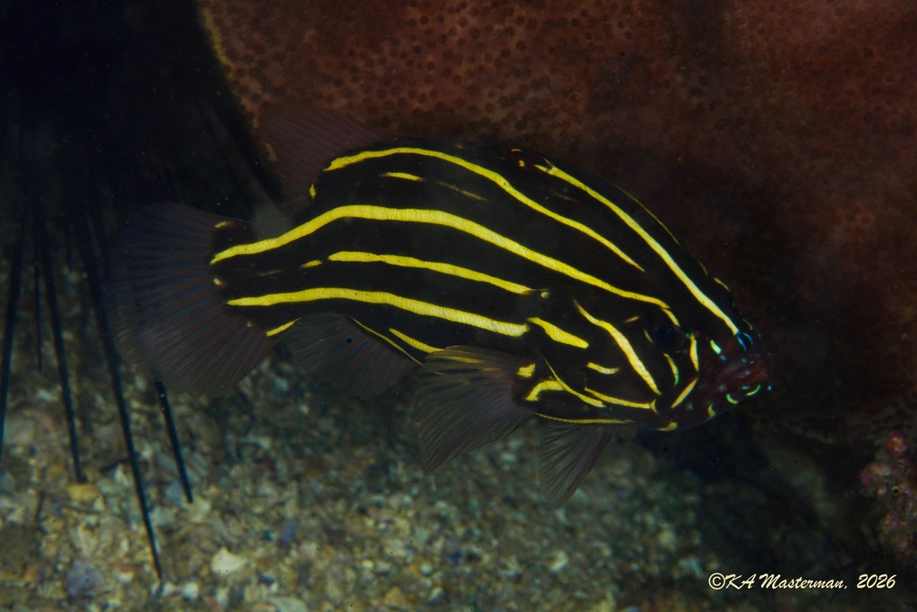 Black and white striped soapfish (Grammistes sexlineatus) — Serranidae