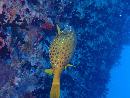 Ostracion cubicum