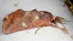 Hemiceratinae