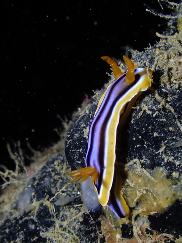 Chromodoris quadricolor