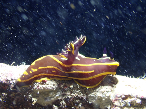 Tambja affinis