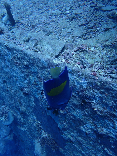 Pomacanthus maculosus