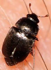 Fabogethes nigrescens