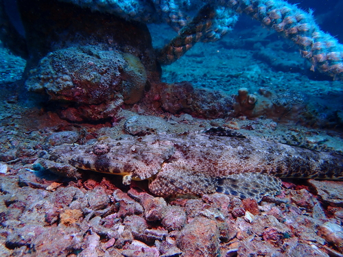 Papilloculiceps longiceps