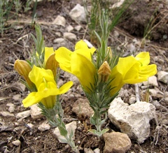 Cymbaria daurica