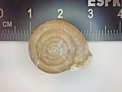 Triodopsis tennesseensis