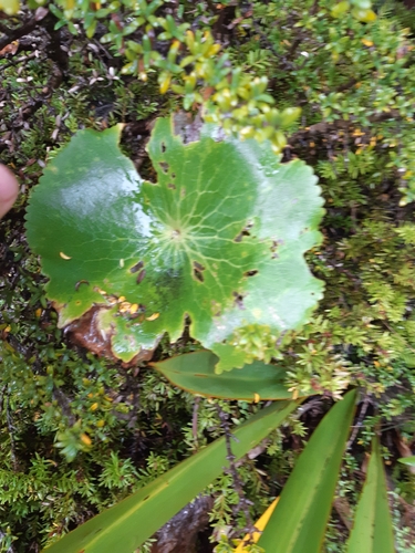Ranunculus lyallii, photograph 4