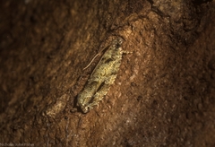 Metrioglypha phyllodes