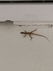 Anolis schwartzi