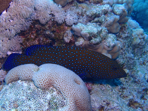 Cephalopholis argus
