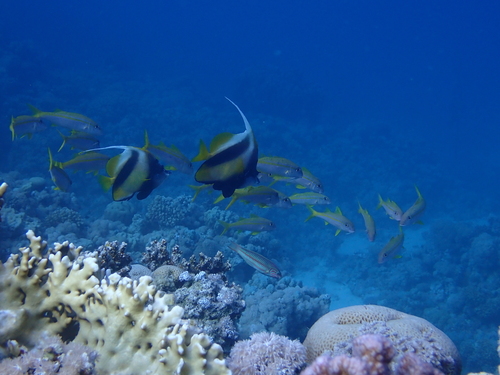 Heniochus intermedius