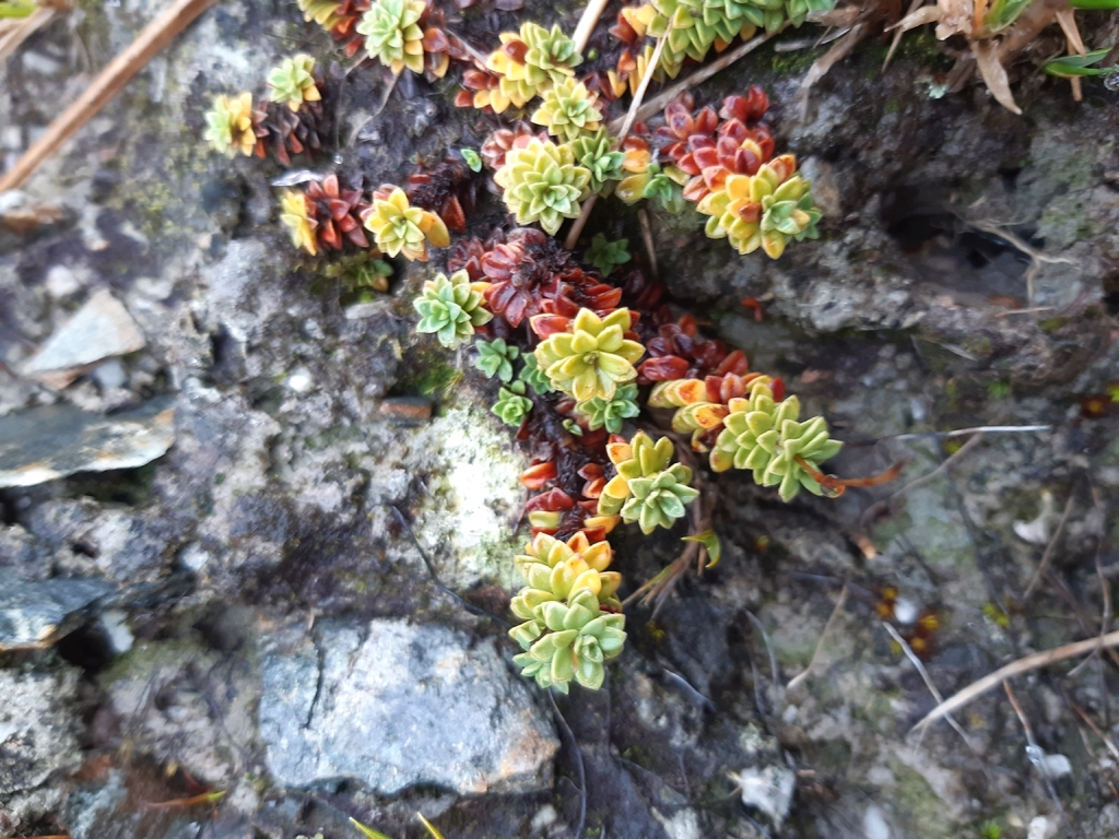 Forstera sedifolia; photograph author not stated, no rights reserved