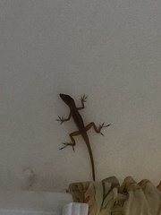Anolis schwartzi