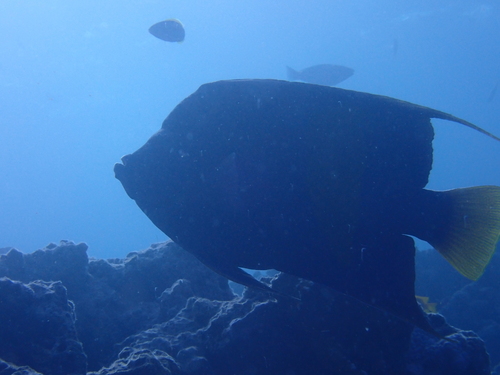 Pomacanthus maculosus