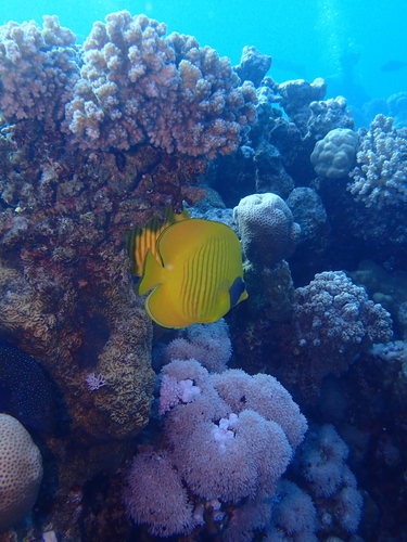 Chaetodon semilarvatus