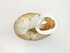 Triodopsis tennesseensis