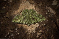 Aeolochroma hypochromaria