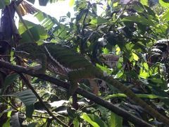 Furcifer balteatus