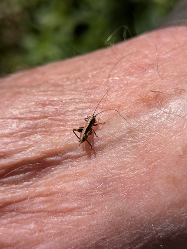 Dark bush-cricket