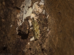 Metrioglypha phyllodes