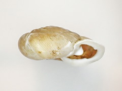 Triodopsis tennesseensis