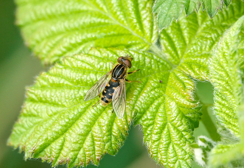 Striped Swamp Fly, Lekkerkerk, Nederland, photo 9 of 10