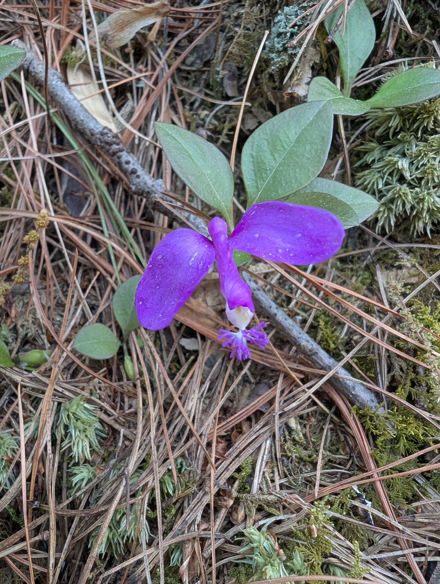Imagem de Polygaloides paucifolia