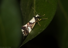 Philenora elegans