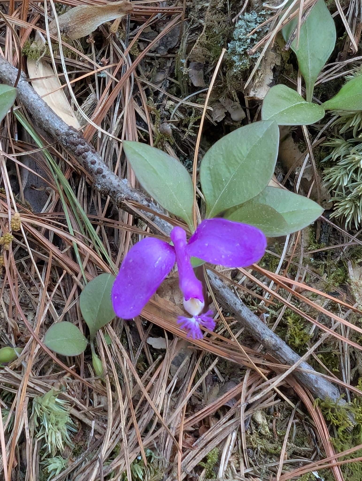 Imagem de Polygaloides paucifolia