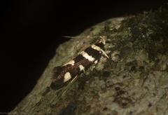 Macrobathra sarcoleuca