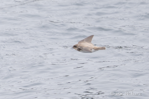 Pale Martin (Riparia diluta)