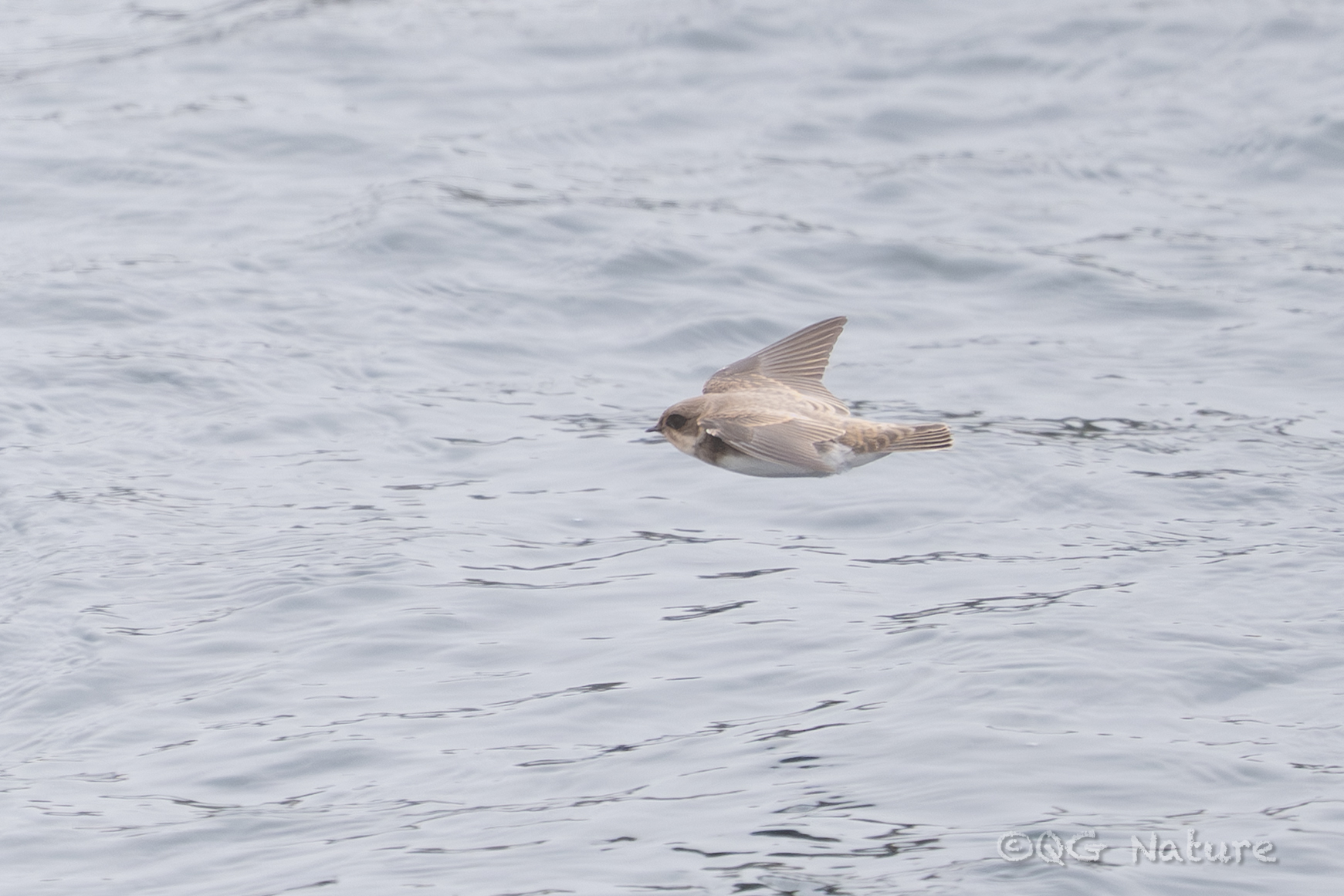 Pale Martin (Riparia diluta), photo 1