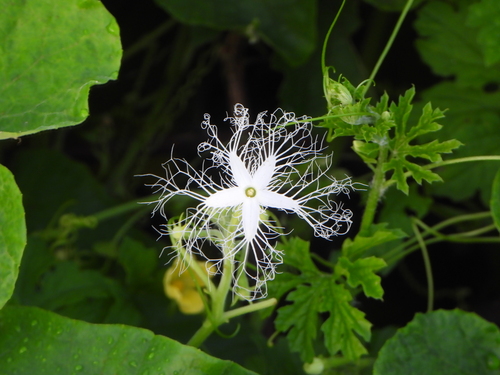 Ein weiteres Foto von Snake Gourd