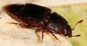 Caplothorax lugubris