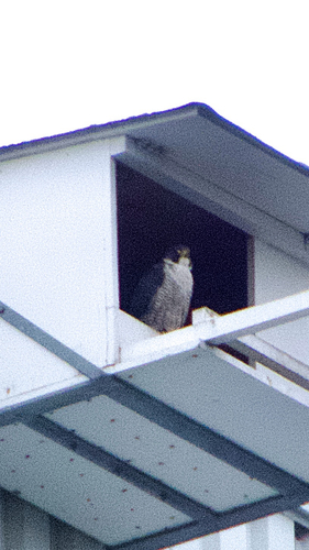 Vandrefalk observed by najpn