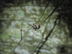 Alcimocoris japonensis