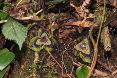 Asarum hypogynum