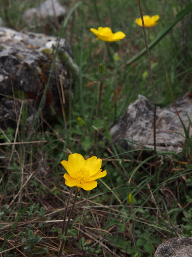 Anemone palmata, photograph 3