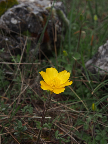 Anemone palmata, photograph 2