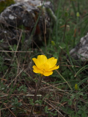Anemone palmata, photograph author not stated, no rights reserved