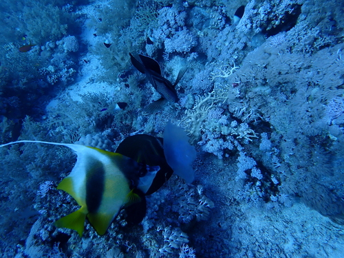 Heniochus intermedius