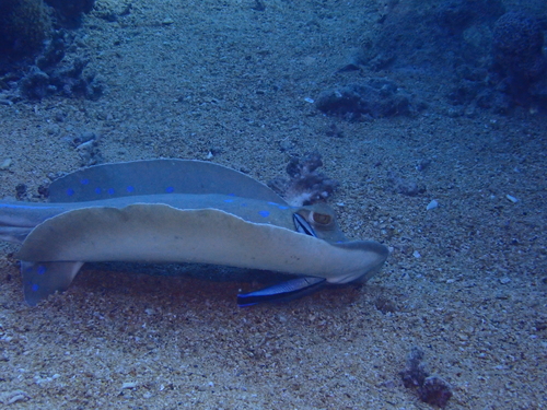 Taeniura lymma