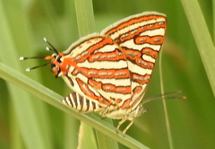 Cigaritis vulcanus vulcanus