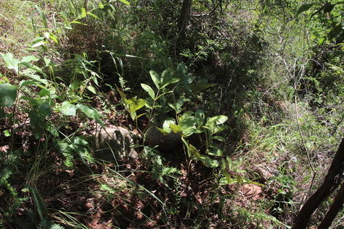 Image of Lannea edulis by (c) Tony Rebelo, some rights reserved (CC BY-SA)